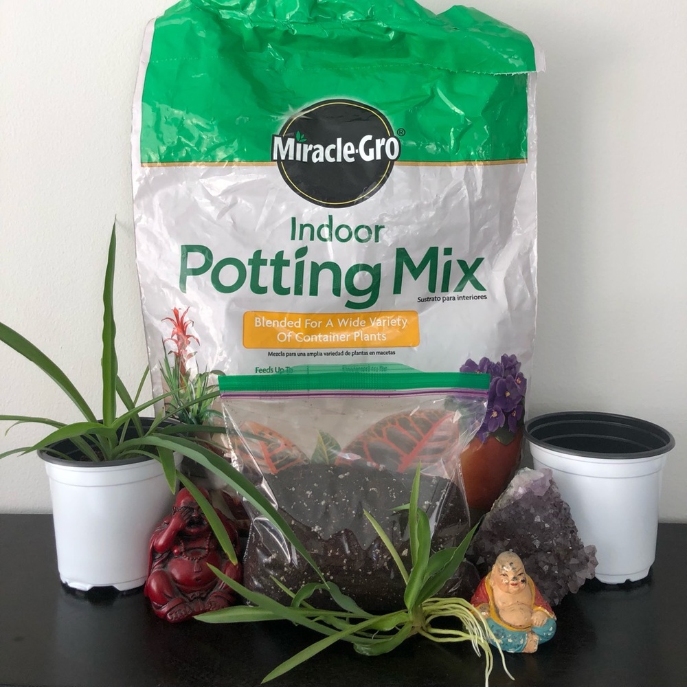 Ready-to-Plant Green Spider Plant kit